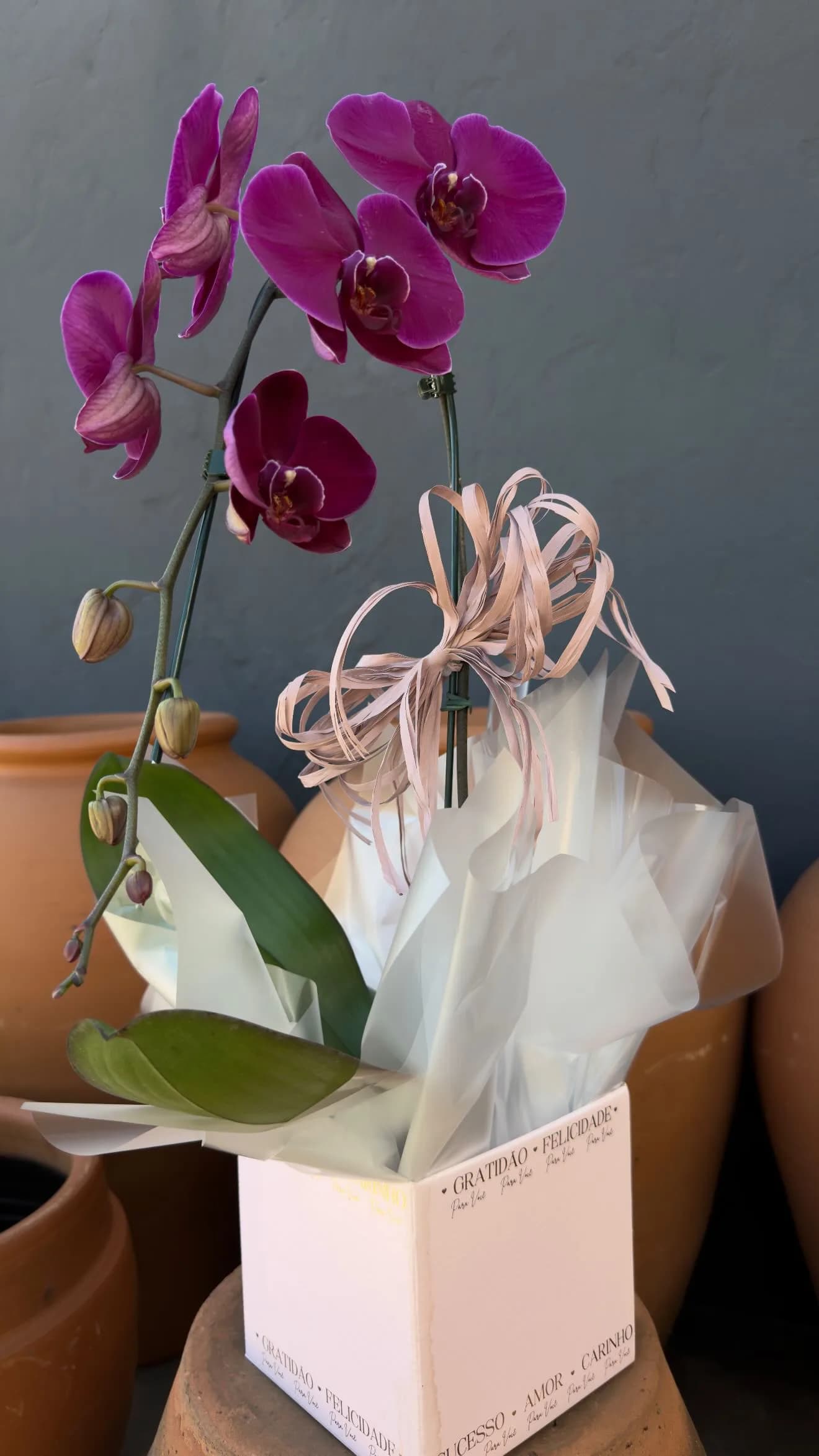 Orquídea embalada 1 haste  2