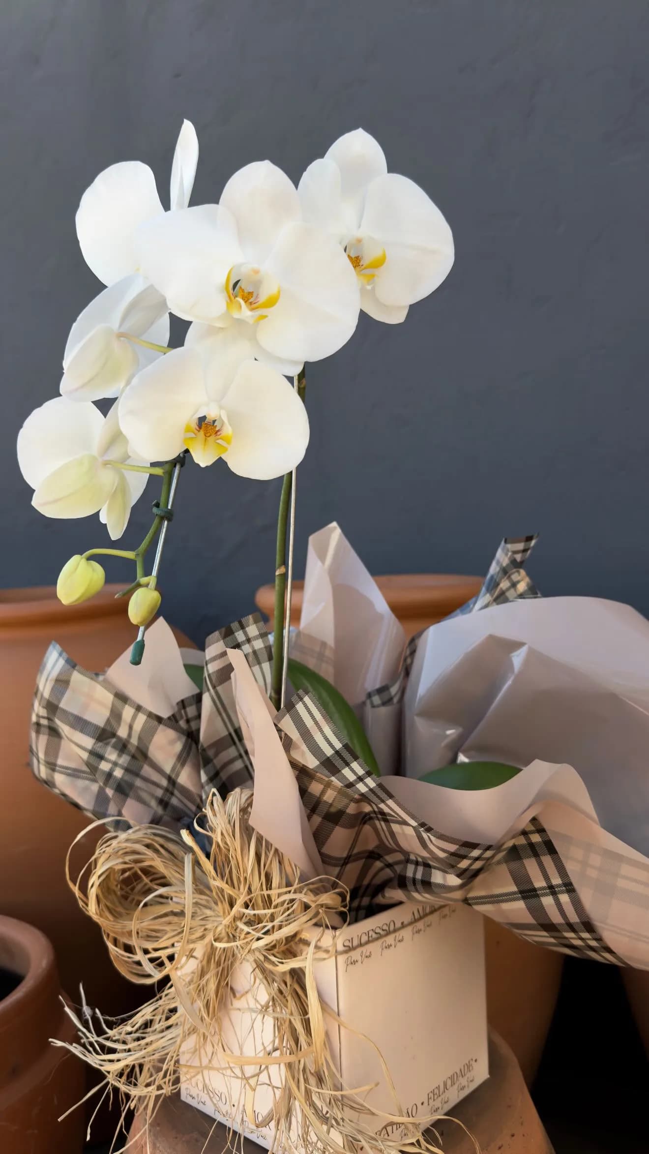 Orquídea embalada 1 haste 