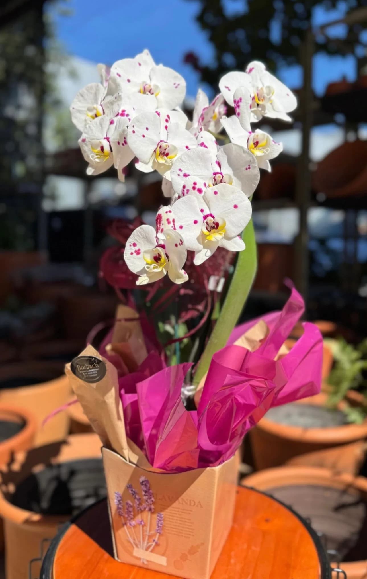 Orquídea embalada 2 hastes  2