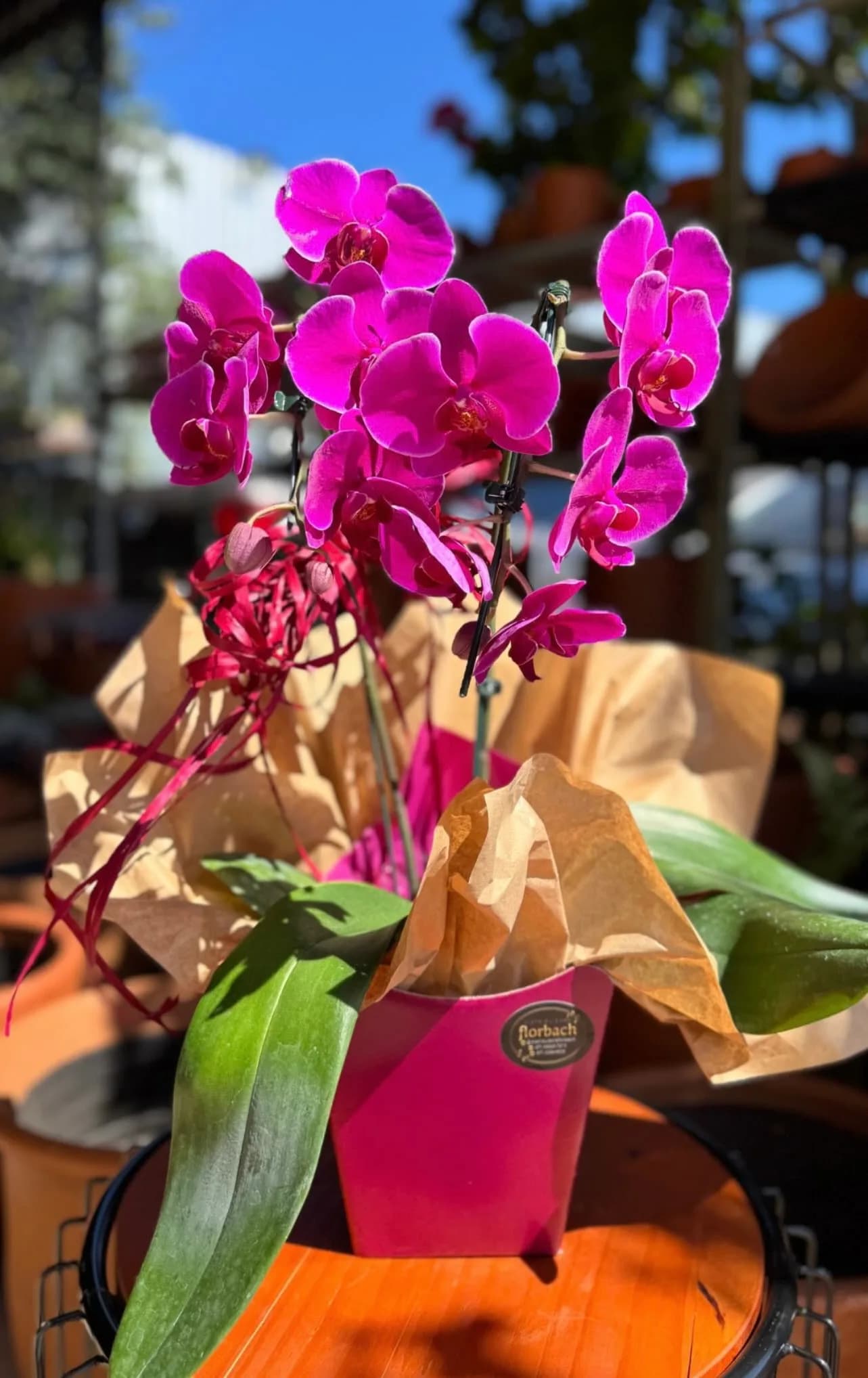 Orquídea embalada 2 hastes 